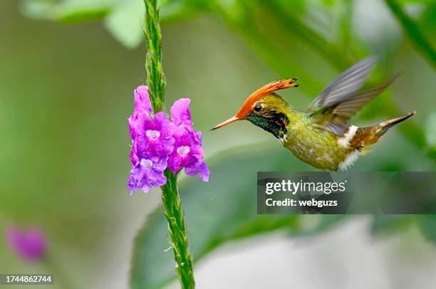 rufous crested coquette hummingbird at a flower - pic of hummingbird stock pictures, royalty-free photos & images