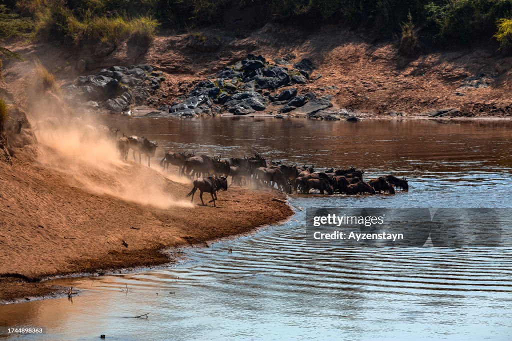 Wildebeest Great Migration. Thirsty Wildebeest Herd at Mara River.