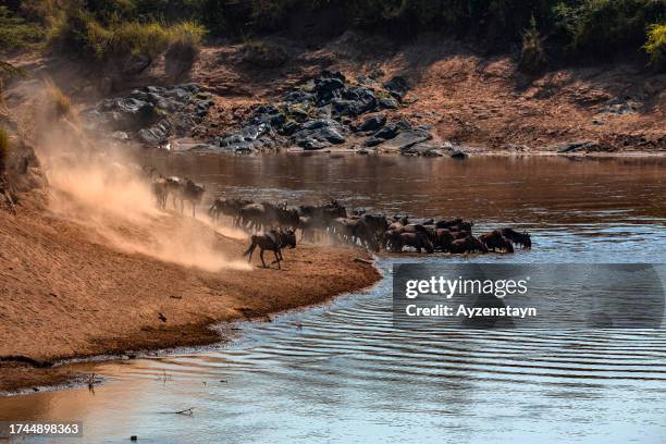 wildebeest great migration. thirsty wildebeest herd at mara river. - river mara stock pictures, royalty-free photos & images