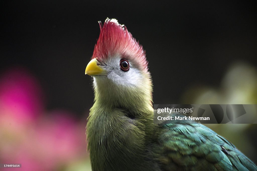 Red crested Turaco