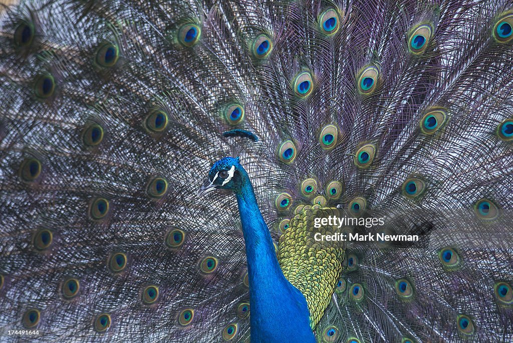 Male Peacock displaying