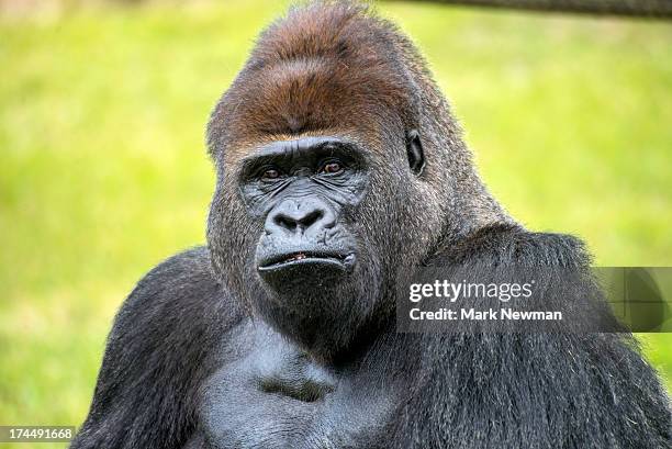 western lowland gorilla - ゴリラ ストックフォトと画像