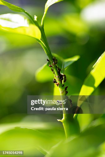 Peda Tree Aphids In A Tree High-Res Stock Photo - Getty Images