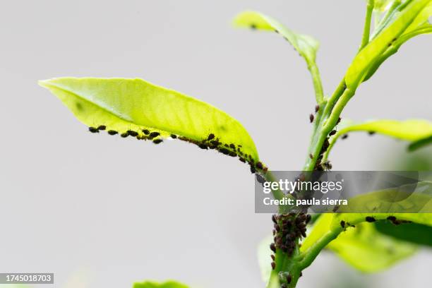aphids in a tree - schädling stock-fotos und bilder
