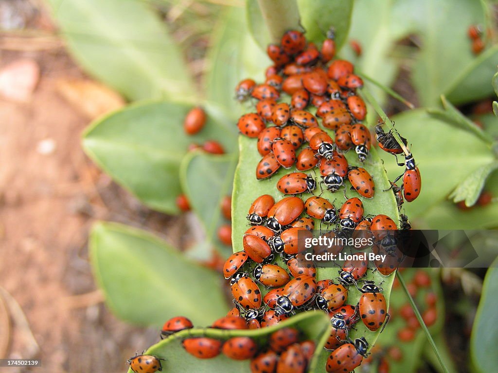 Welcome to a concentration of ladybugs!