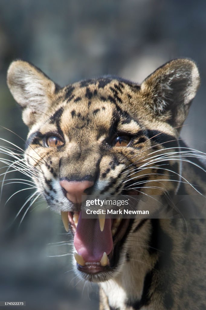 Clouded Leopard