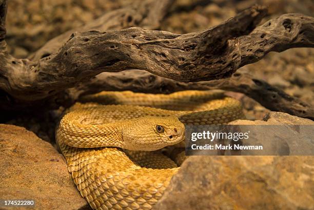 western diamondback rattlesnake - western diamondback rattlesnake habitat stock pictures, royalty-free photos & images