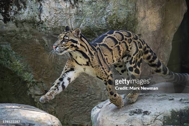 clouded leopard - neofelis nebulosa stock pictures, royalty-free photos & images