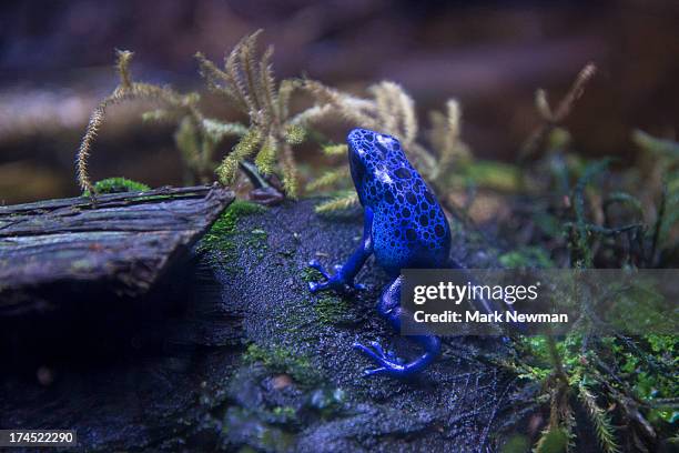 blue poison dart frog - blue frog stock pictures, royalty-free photos & images