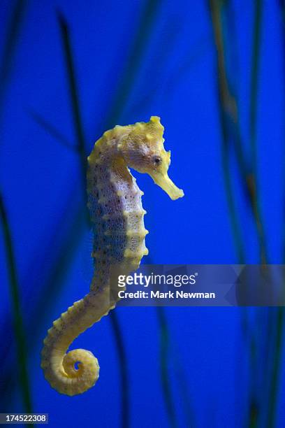 dwarf seahorse - caballito de mar fotografías e imágenes de stock