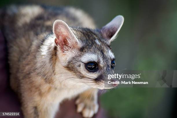 ring-tailed cat - civet cat stock pictures, royalty-free photos & images