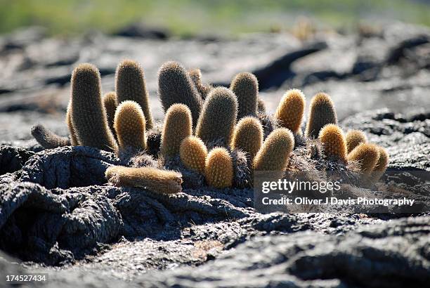 galapagos lava cactus growing on lava field - lava cacti brachycereus nesioticus stock pictures, royalty-free photos & images