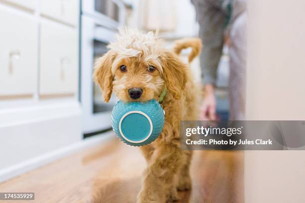 puppy dinner time - dog on wooden floor stock pictures, royalty-free photos & images