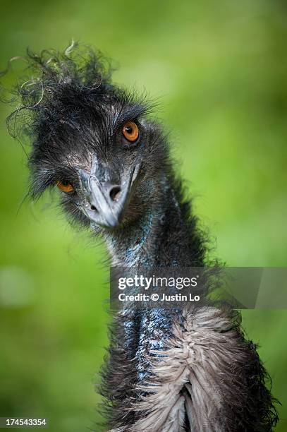 stylish emu - émeu photos et images de collection