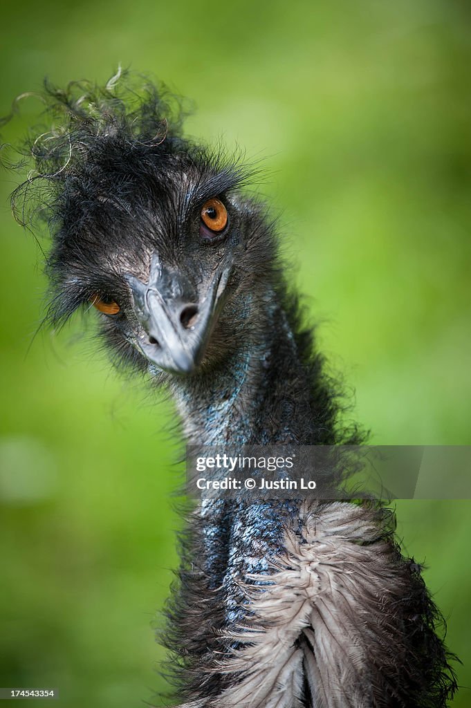 Stylish Emu