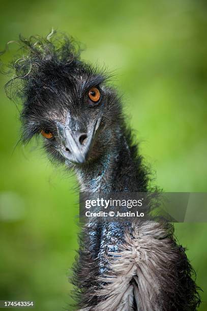 Emu Robi 3,590 Picture Of Emu Bird Stock Photos, High-Res Pictures, and Images ...
