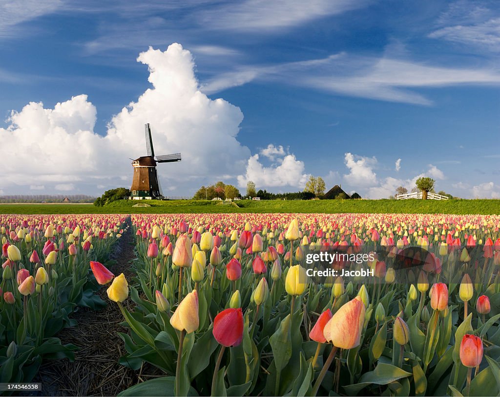 Spring in Holland