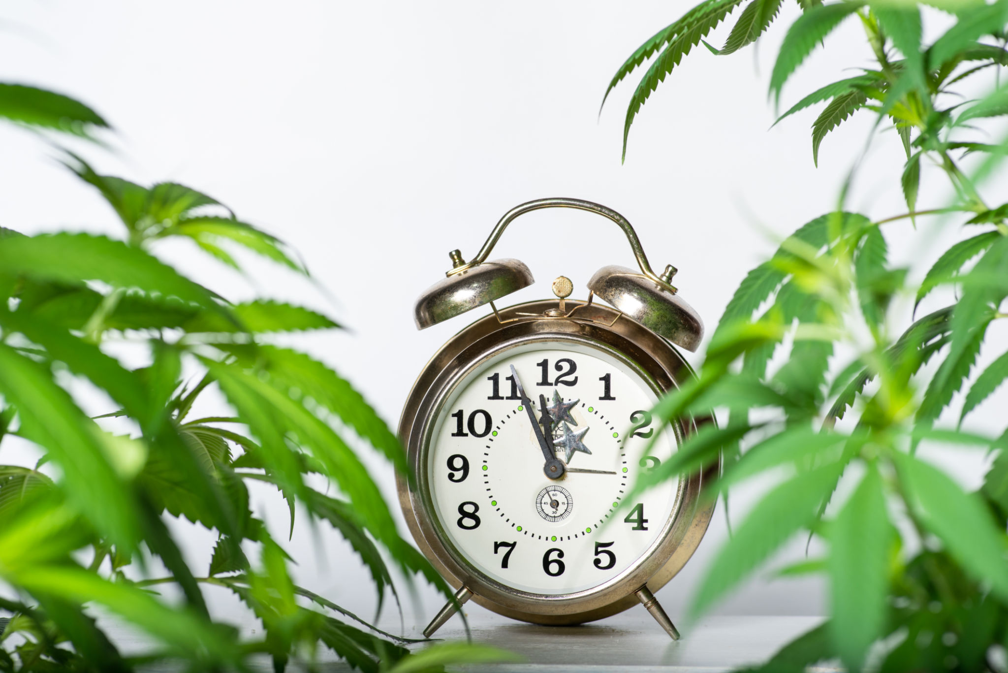 Clock and marijuana leaves Clock and marijuana leaves