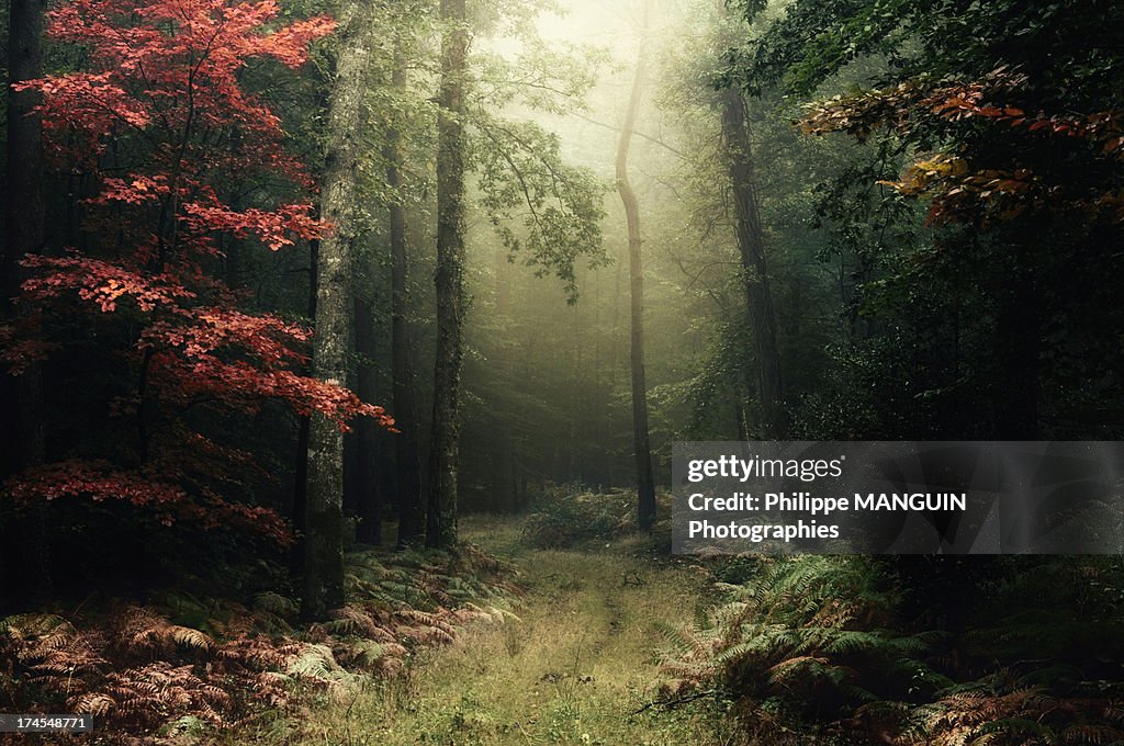 Broceliande - foret d'automne