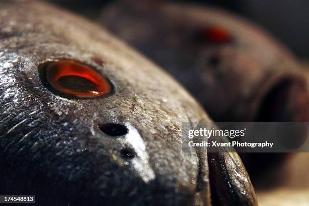 bloodshot eyed merluza (merluccius) close-up - merluza stockfoto's en -beelden