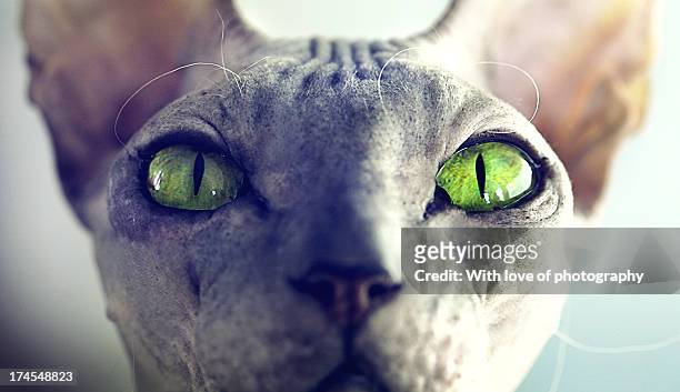 dragon cat's green eyes - sphynx hairless cat stock pictures, royalty-free photos & images