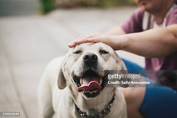 dog being stroked by his owner - pets foto e immagini stock