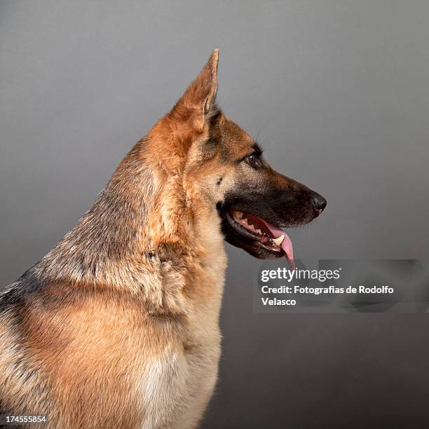 pastor alemán de perfil - cão pastor alemão imagens e fotografias de stock