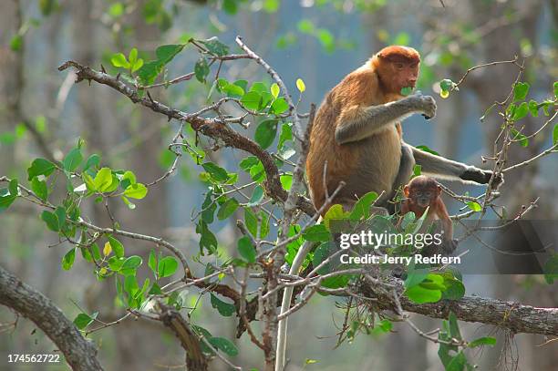 Mother and child proboscis monkeys feed on mangrove tree leaves in Bako National Park. Approximately 275 live in the park, one of the few remaining...