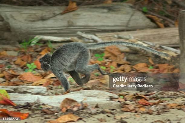 Monkey Rases 113 Monkey Big Nose Stock Photos, High-Res Pictures, and Images - Getty ...