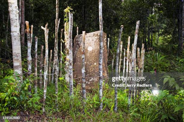 Single standing dolmen is protected by a rough fence in a small clearing in the Borneo jungle. Ancient stone slabs like this mark the graves of...