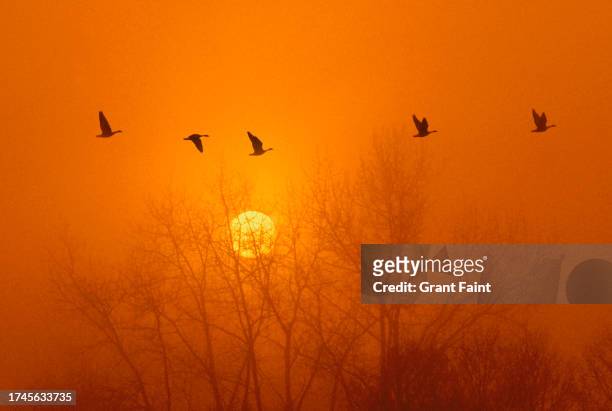 migrating canadian geese. - kanadagans stock-fotos und bilder