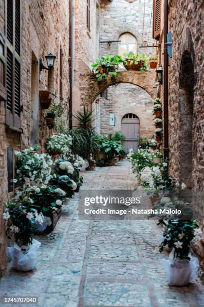 flower-lined alley in spello, italy - mandevilla ストックフォトと画像