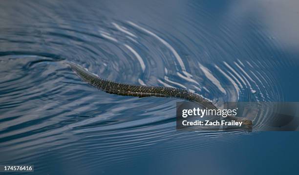 just passing through - water snake stock pictures, royalty-free photos & images