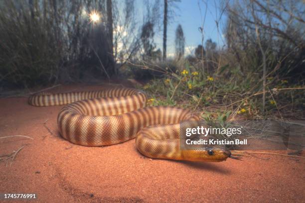 a wild woma python (aspidites ramsayi) in sandy scrub and desert habitat, arid central australia - slangenhuid stockfoto's en -beelden