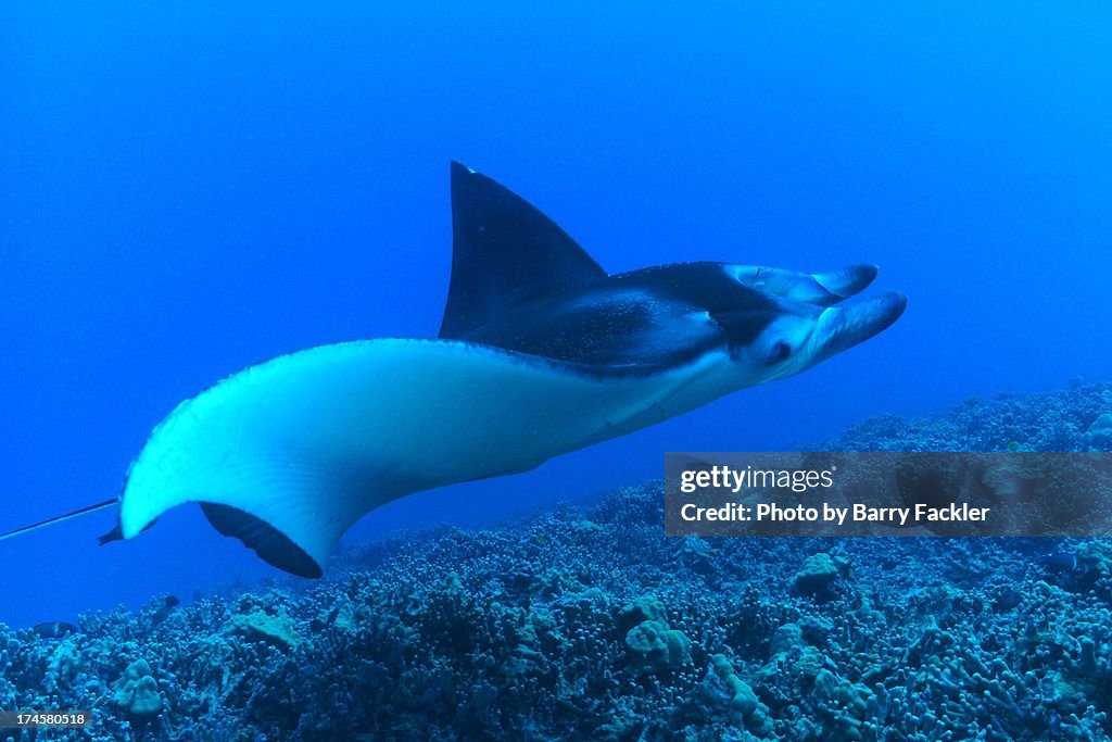 Queens Reeef Reef Queen High-Res Stock Photo - Getty Images