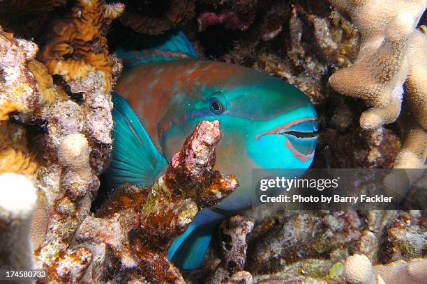 sleeping parrotfish - night dive 4/20/12 - parrotfish stock pictures, royalty-free photos & images