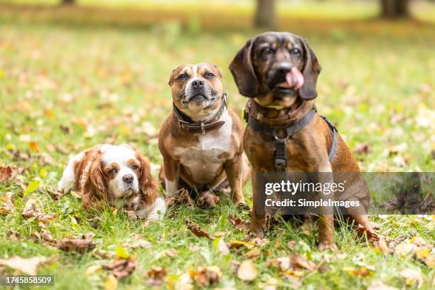 three cute dogs are sitting on grass and autumn leaves somewhere in a park or forest. - dog pound stock pictures, royalty-free photos & images