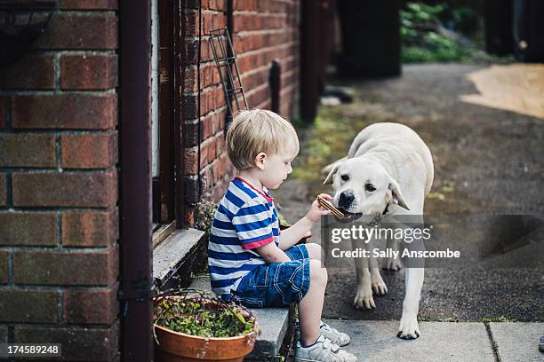 child feeding the dog a treat - yellow labrador retriever stock pictures, royalty-free photos & images