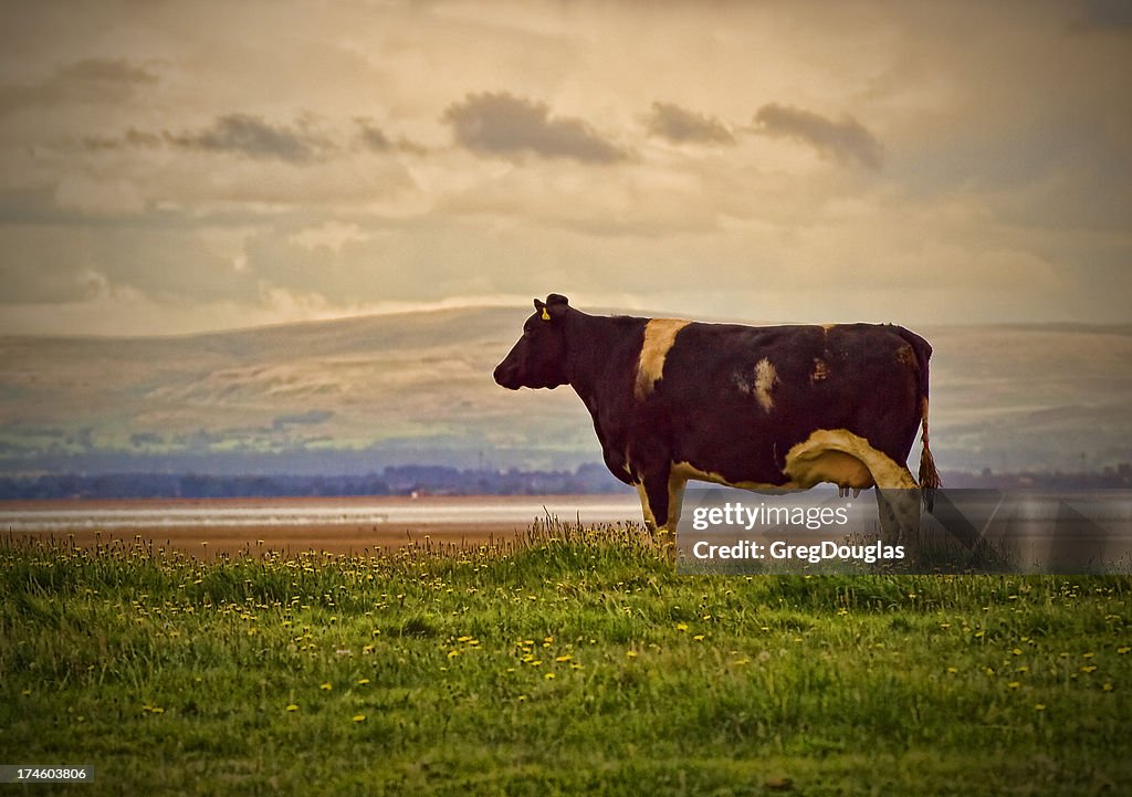 Cow Looking At The Sea