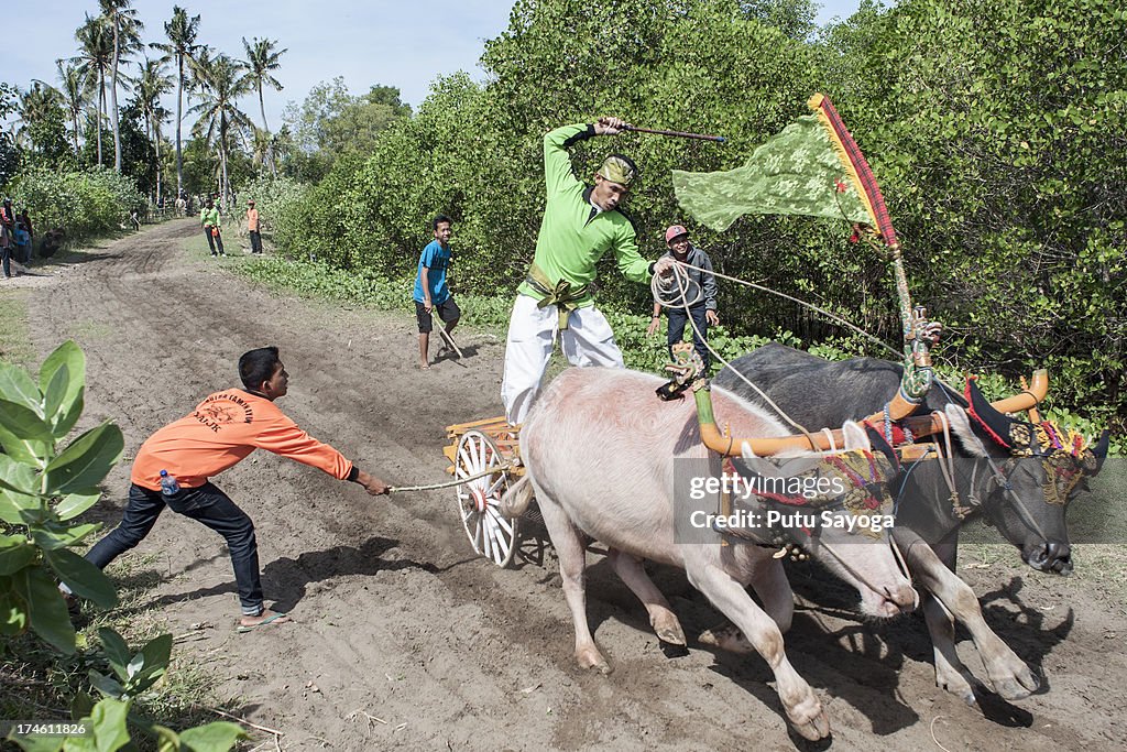 Competitors Gather For The Traditional Water Buffalo Race