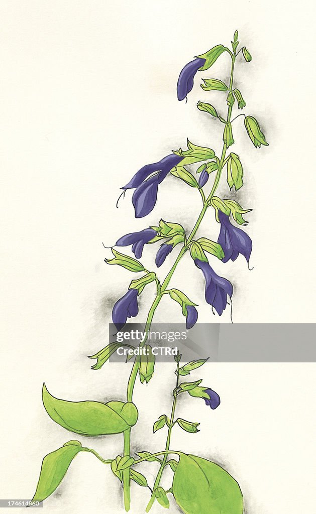 Rocky Mountain Penstemon
