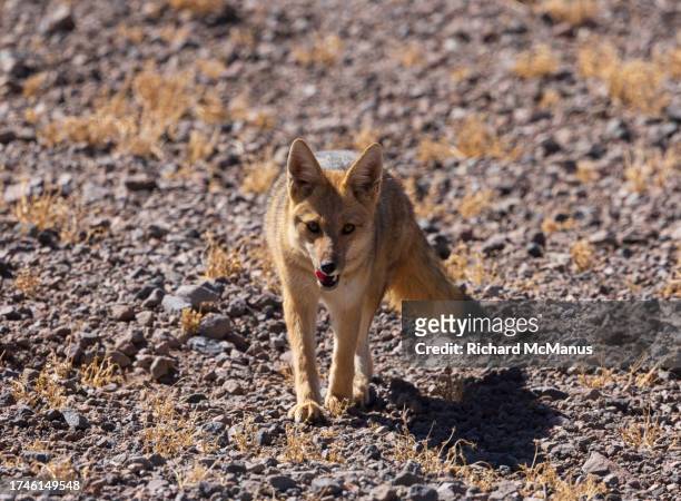 the andean fox - vildhund bildbanksfoton och bilder