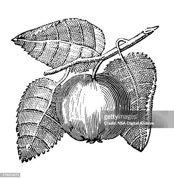 ilustraciones, imágenes clip art, dibujos animados e iconos de stock de appletree branch con frutas - branch plant part