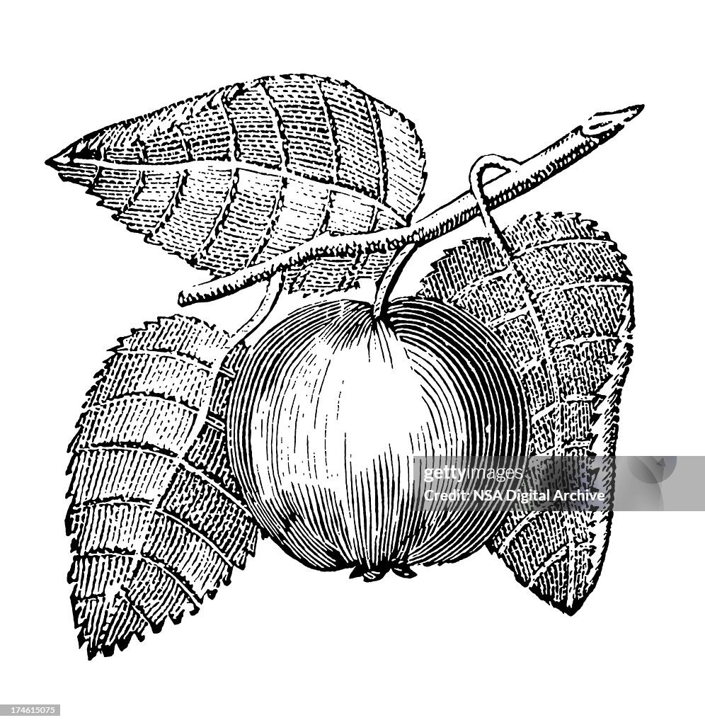 AppleTree Branch with Fruits