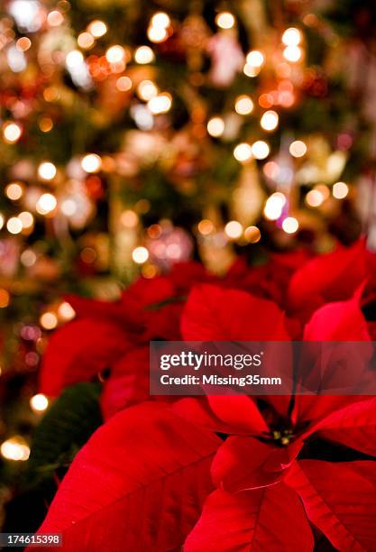 poinsettia & christmas lights background - poinsettia stock pictures, royalty-free photos & images