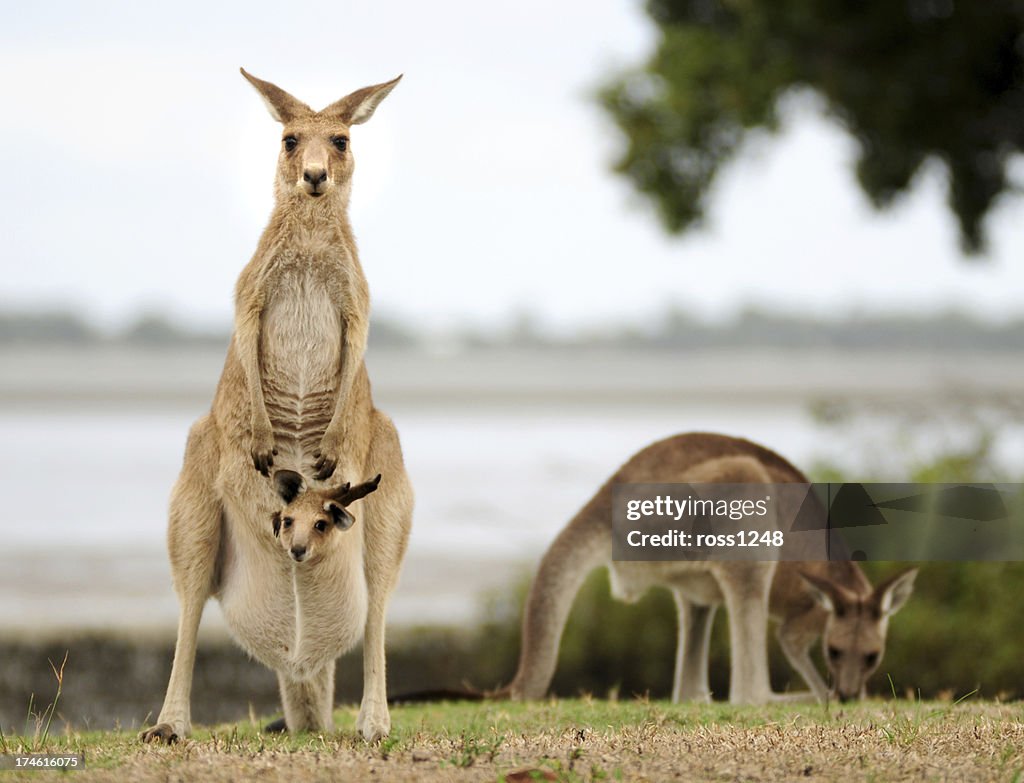 Kangaroos with Joey