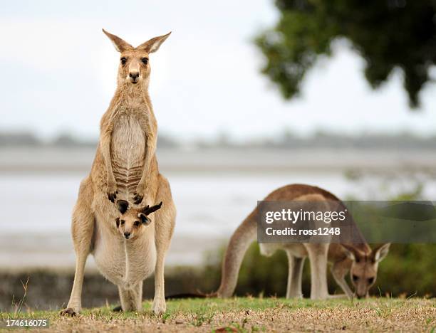 kangaroos with joey - animal pouch stock pictures, royalty-free photos & images