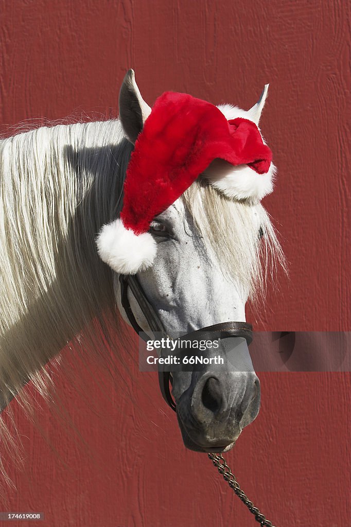 Equine Santa Horse Funny Clause Red Christmas