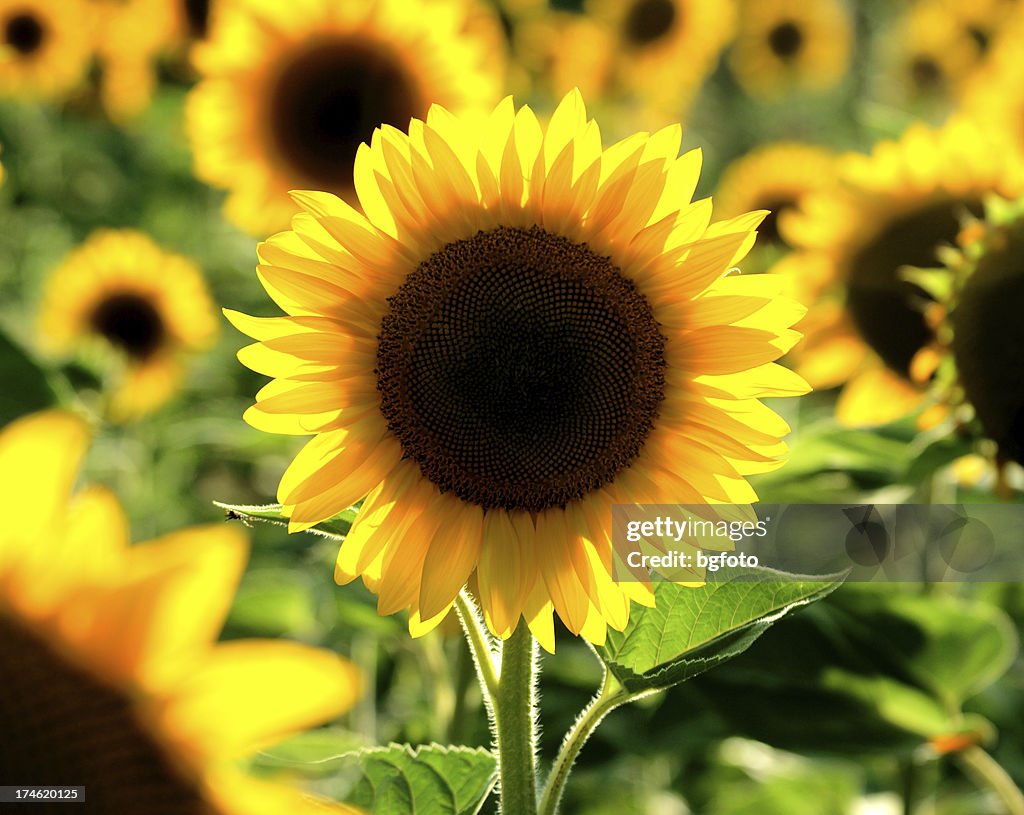 Sonnenblumen