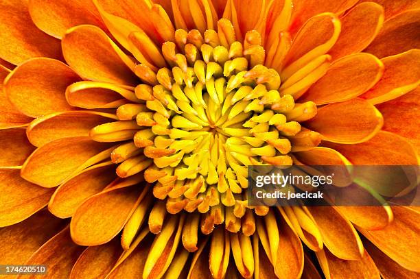 closeup of a chrysanthemum centered in the frame - chrysanthemum stock pictures, royalty-free photos & images